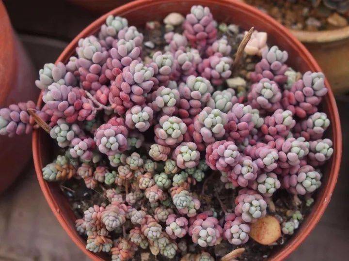 多肉植物能耐几度低温 34431ba1d8014101903863a573b270c2.jpeg