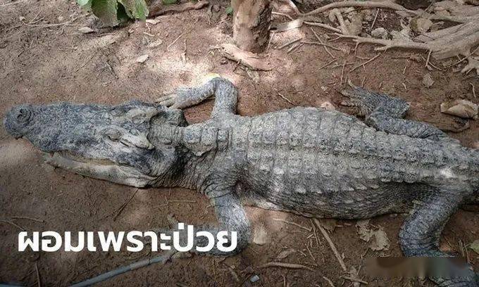 泰国"骷髅鳄鱼":骨瘦如柴毫无食欲…居然又是人类惹的