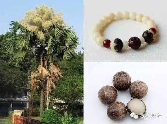 4,菩提根—贝叶棕的胚