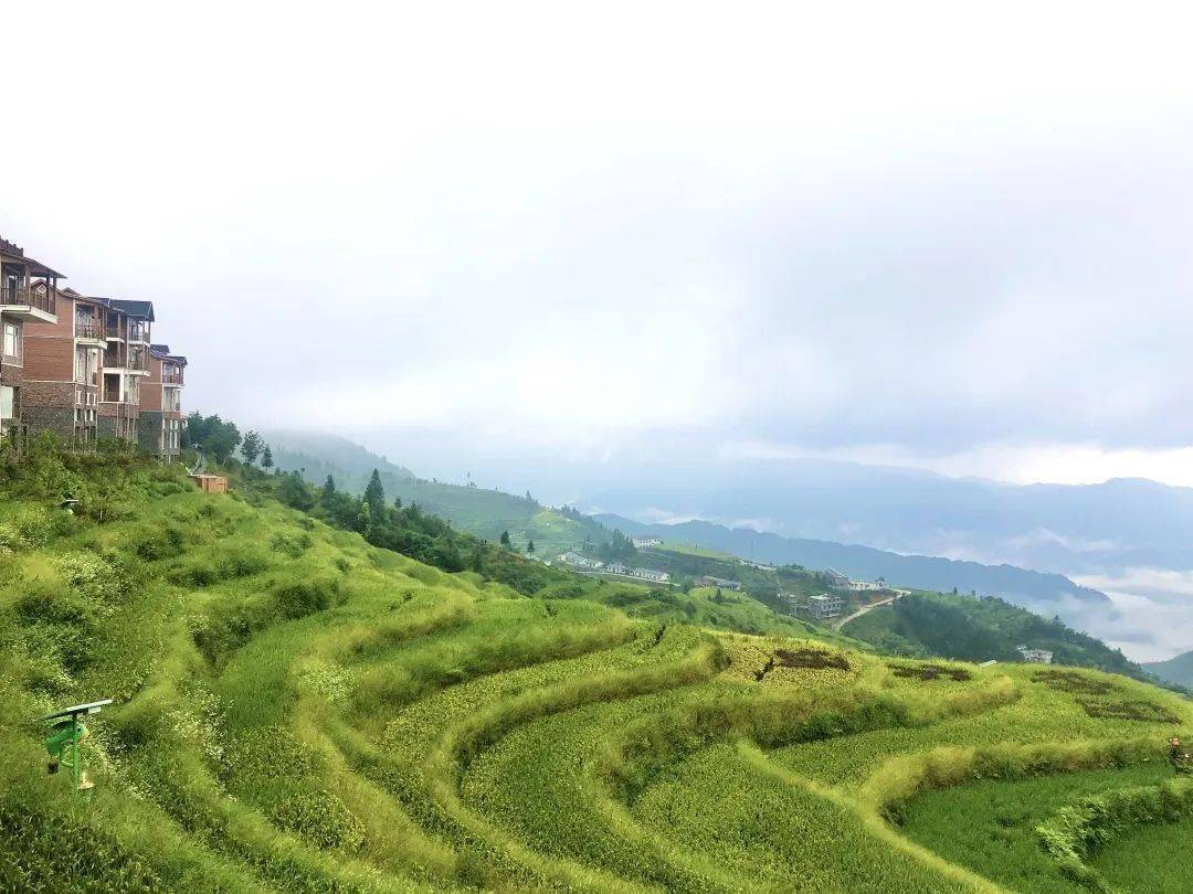 溆浦山背花瑶梯田黄色的诱惑