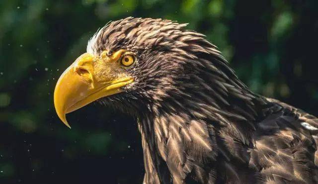 老鹰股份IPO：虚假宣传 违规收费 骚扰学生