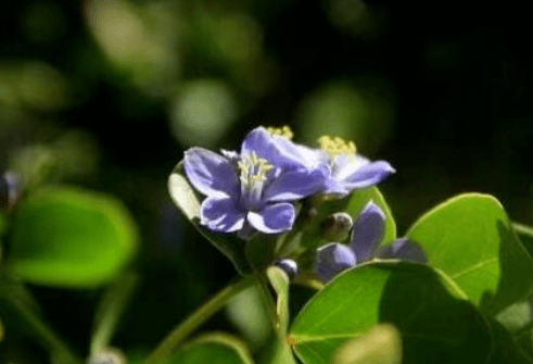 白成|黄轩录一天综艺就“黑化”，为啥同行的乔欣能躲过烈日，白成一道光？