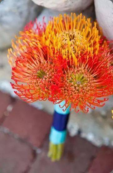 植物|花艺界的10大 · 傲娇植物，好看！