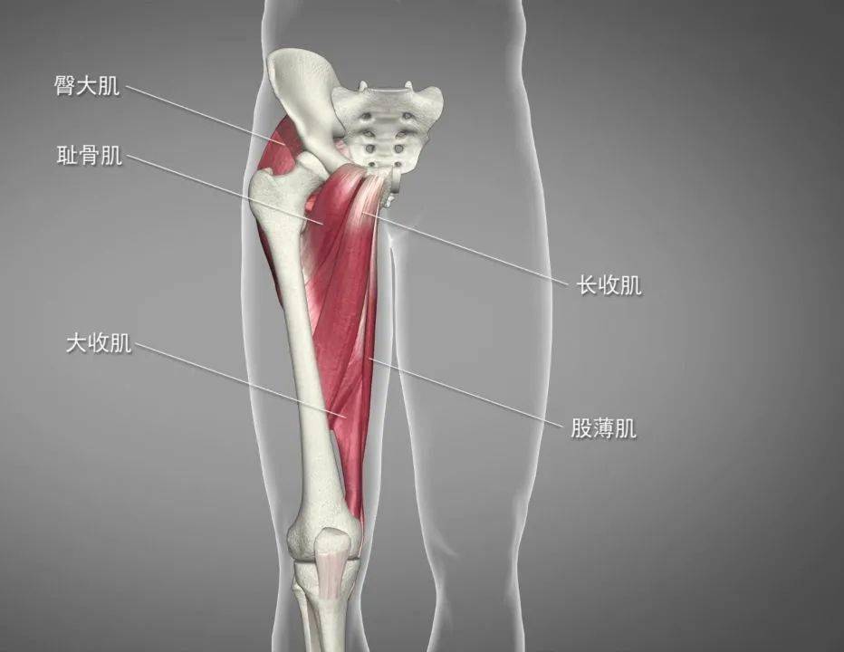 股内收肌损伤其疼痛多位于大腿根部,股内收肌的起点附近.