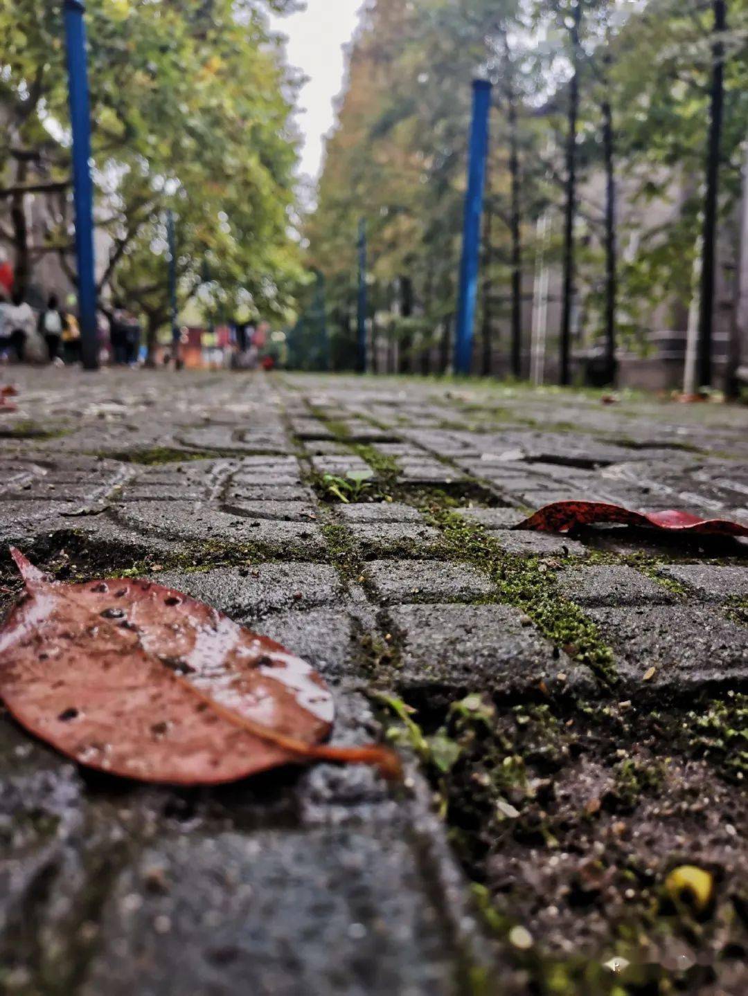撑伞看繁花似锦_秋雨