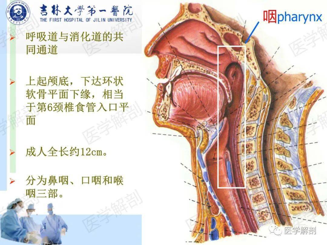 高清收藏咽部解剖