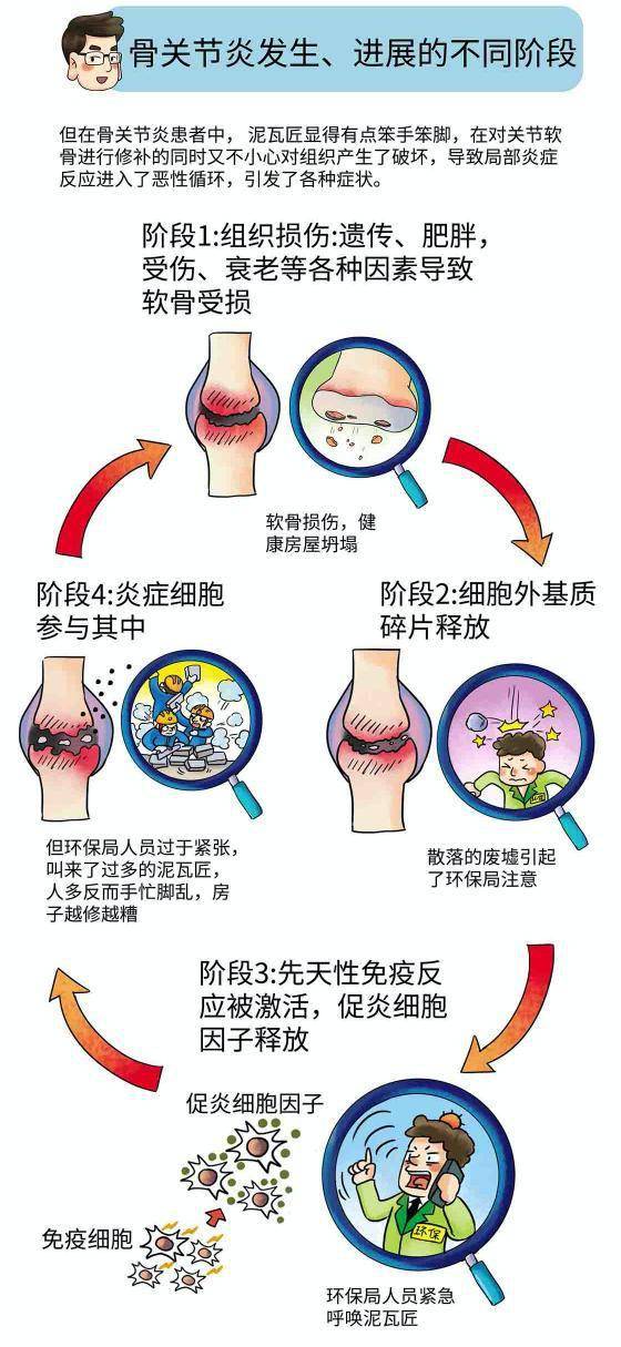 骨关节炎"炎"从何而来