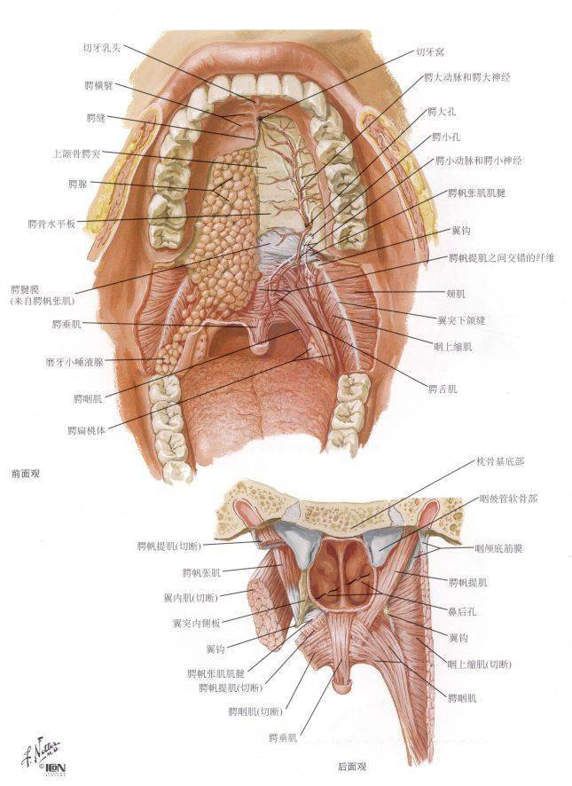 舌:轮廓乳头(最大),菌状乳头,叶状乳头,丝状乳头(最小,最多,无味蕾).