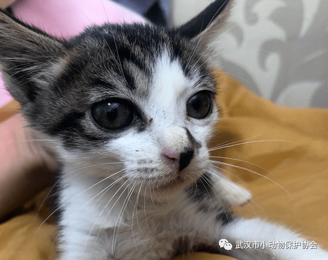 什么时候领养猫 2de8f07a841848038db0d98118fb8d81.png