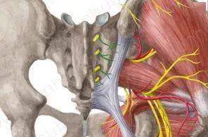 自此襻发支,在骶骨外侧缘合成神经干,跨越骶髂关节及骶骼后短韧带后面