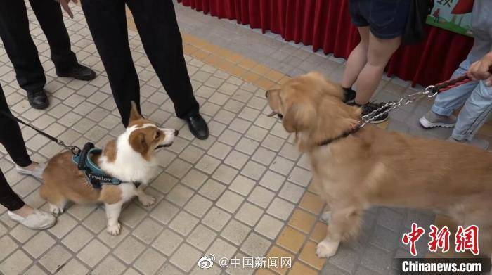 人得了狂犬病会不会死 76f2b654c18f4f568091426615fc918c.jpeg