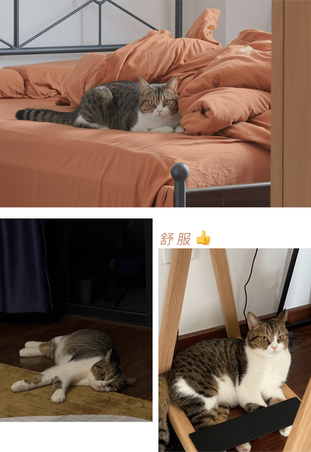 8de08aa2f3e54ad59c3053ceccc8ae02.png