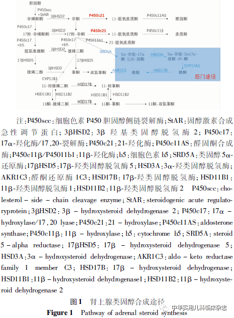 21羟化酶缺乏症诊治新进展