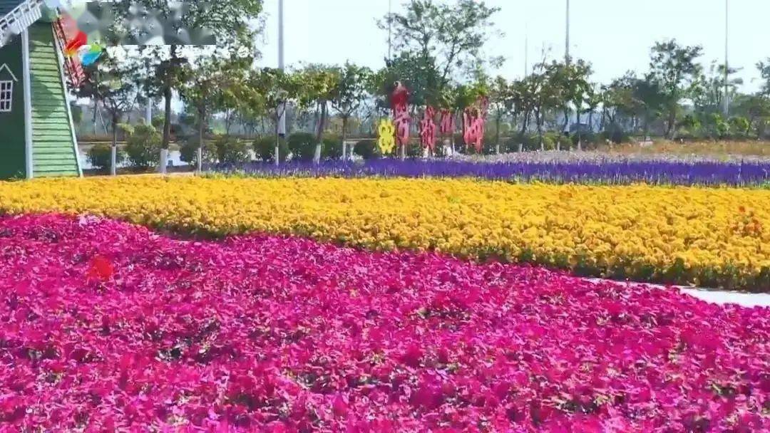 乐平镇粤韵花海,大旗头村,芦苞镇芦苞涌,中社葡萄园,三水荷花世界