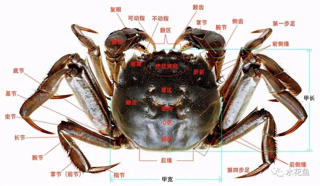 螃蟹的特殊身体构造及其生长分布螃蟹种类非常复杂且多样的物种