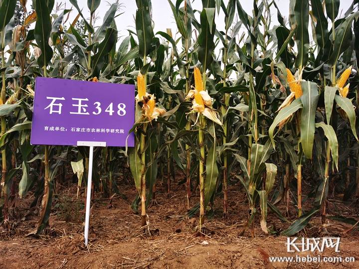 石玉348品种展示区 张建勋 摄