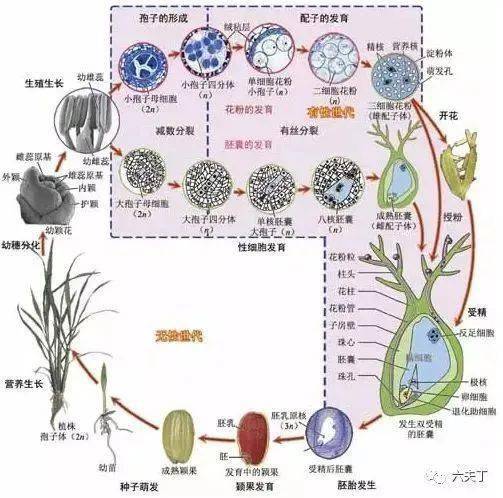 长穗,开花,结实等一系列生长发育过程,最后形成新的种子,称为 水稻的