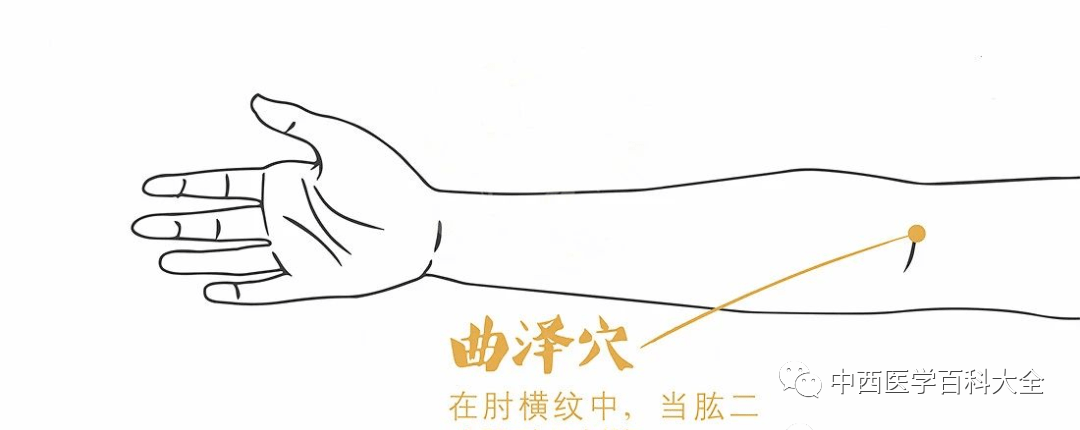 曲泽:位于肘横纹中,当肱二头肌腱的尺侧缘.