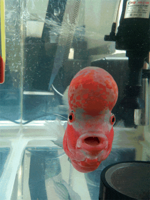 小长假外出不在家,先安置好家里的宠物鱼哦!