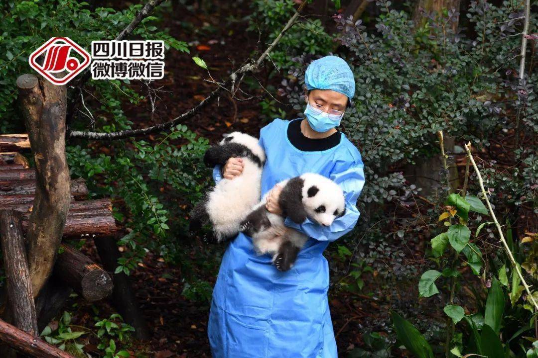 大熊猫幼仔则是带着各自的特色,受到粉丝们的热捧——  毛色最黄的"润
