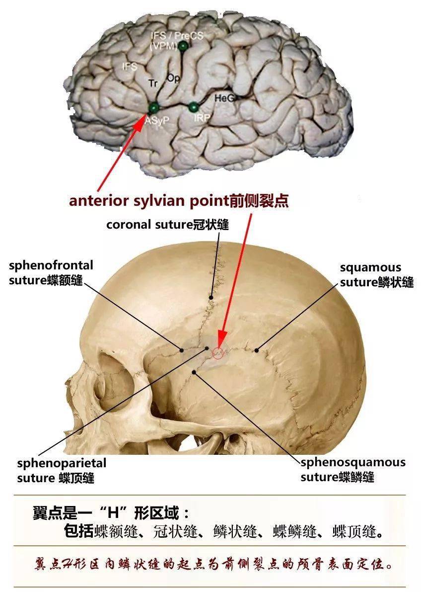 解剖详解丨一文读懂颅骨解剖美图分享