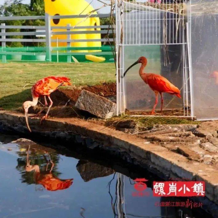 沉浸式萌宠互动 ■ 在螺岗小镇内生活着一群 可爱的小动物 性格