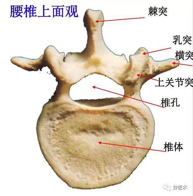 脊柱超详细解剖,高清图文版!