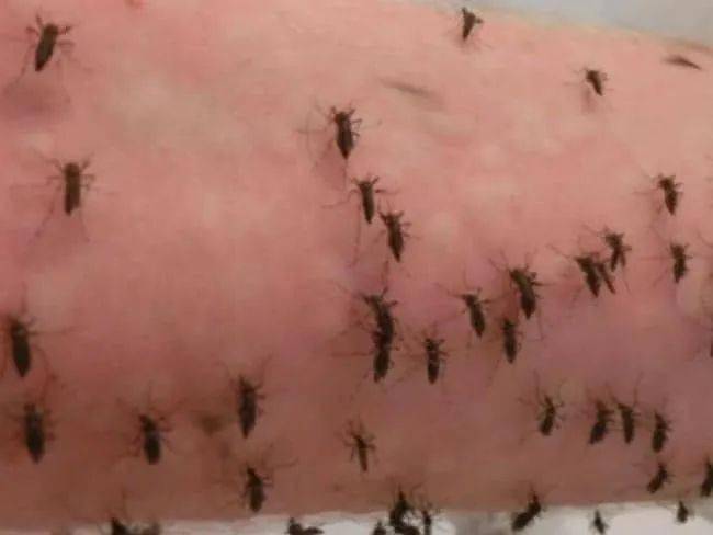 澳洲小哥每天让5千只蚊子咬自己!为了让全球蚊子感染一场大流行病!