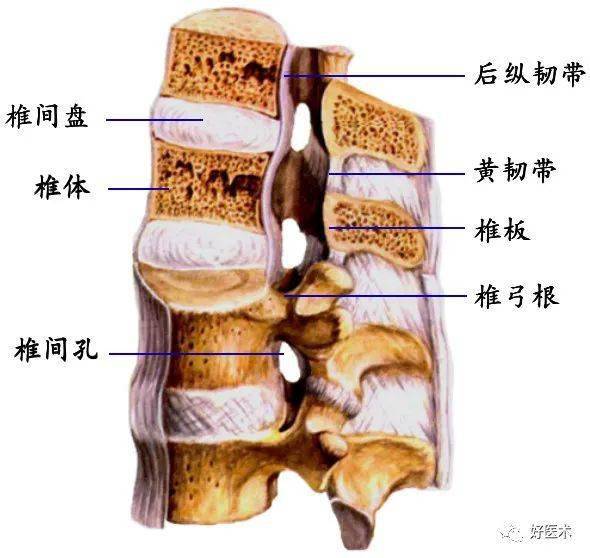 脊柱超详细解剖,高清图文版!_颈椎