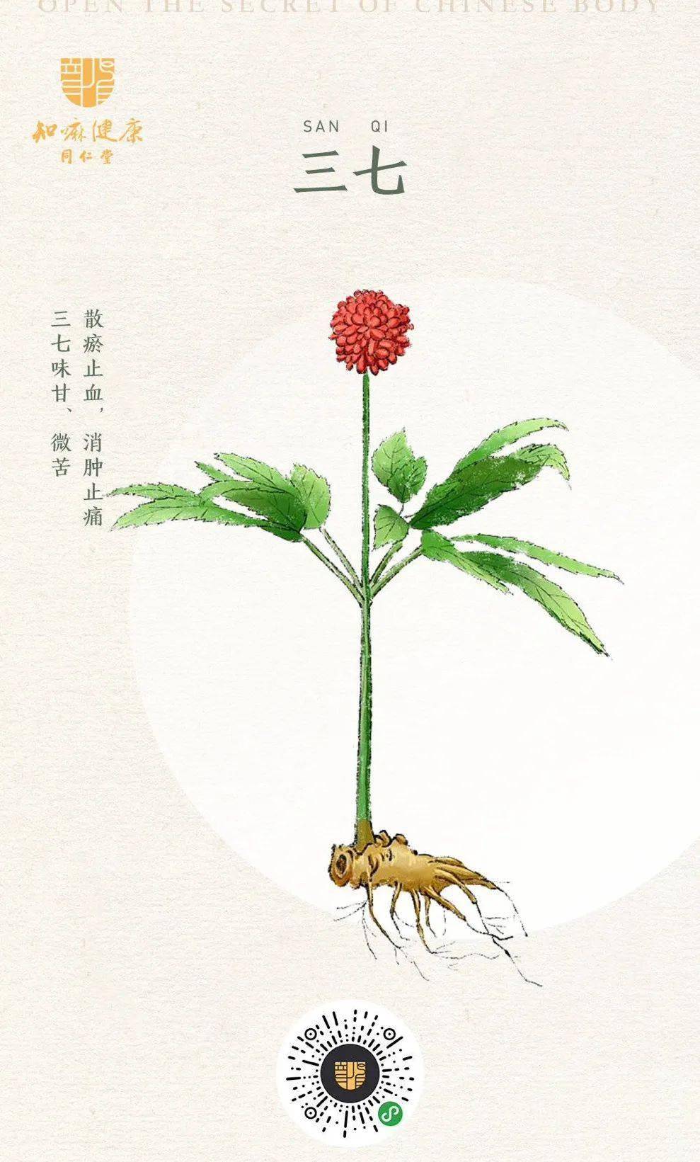 主要产于云南文山是一种五加科植物又名田七