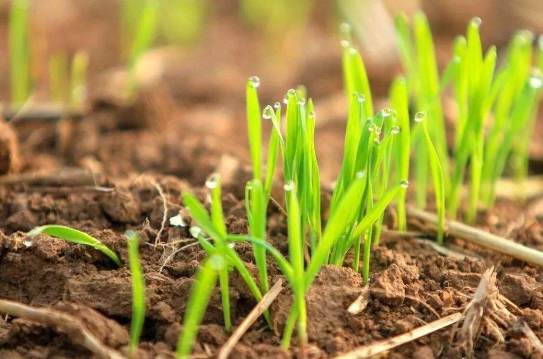 【重点】今年种植小麦,重点防治哪些病虫害?