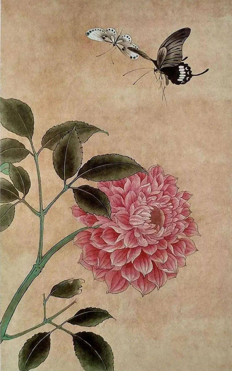 【国画教程】工笔画《蝶恋花之大丽花》