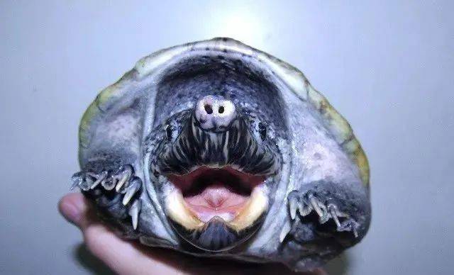 如果是你,会仔细研究龟的嘴部吗?_牙齿