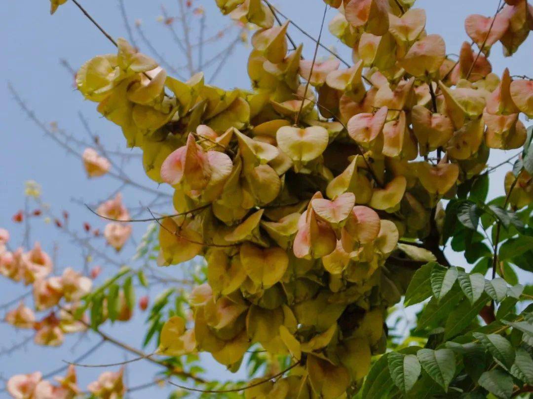 复羽叶栾树的果实类型是蒴果,外形酷似叶子,又因果实呈红色,老熟时呈