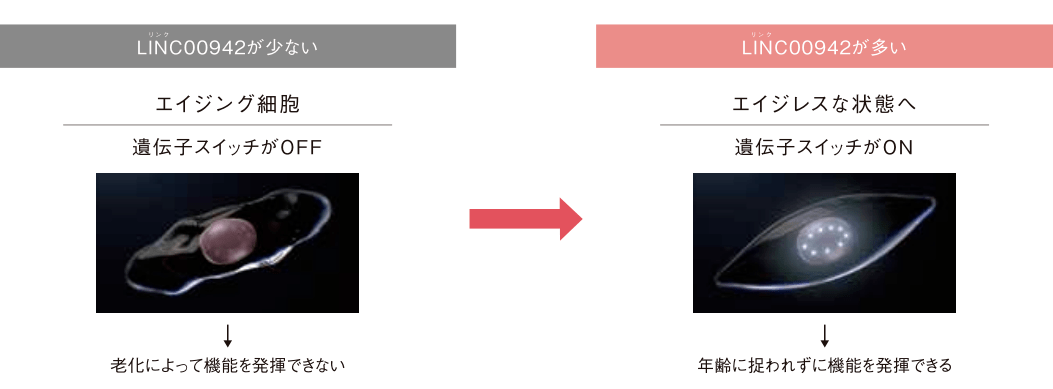 肌肤|POLA黑B.A全线大升级价格表及发售日期！