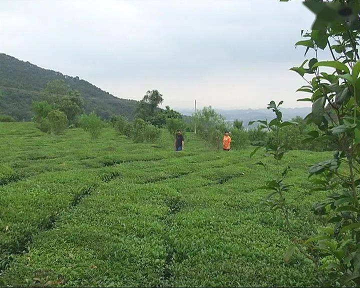 走近揭东玉湖,感受独特的自然景观和人文气息