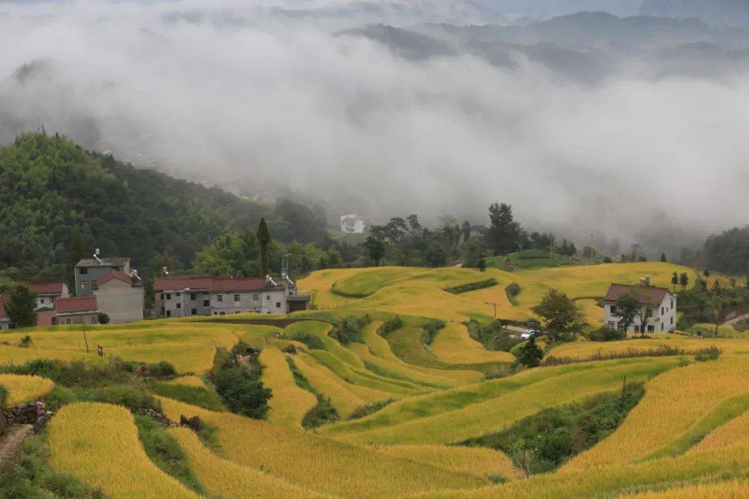 天台摄记之泳溪乡北山村最美人间九月天┃拍摄夏文娟