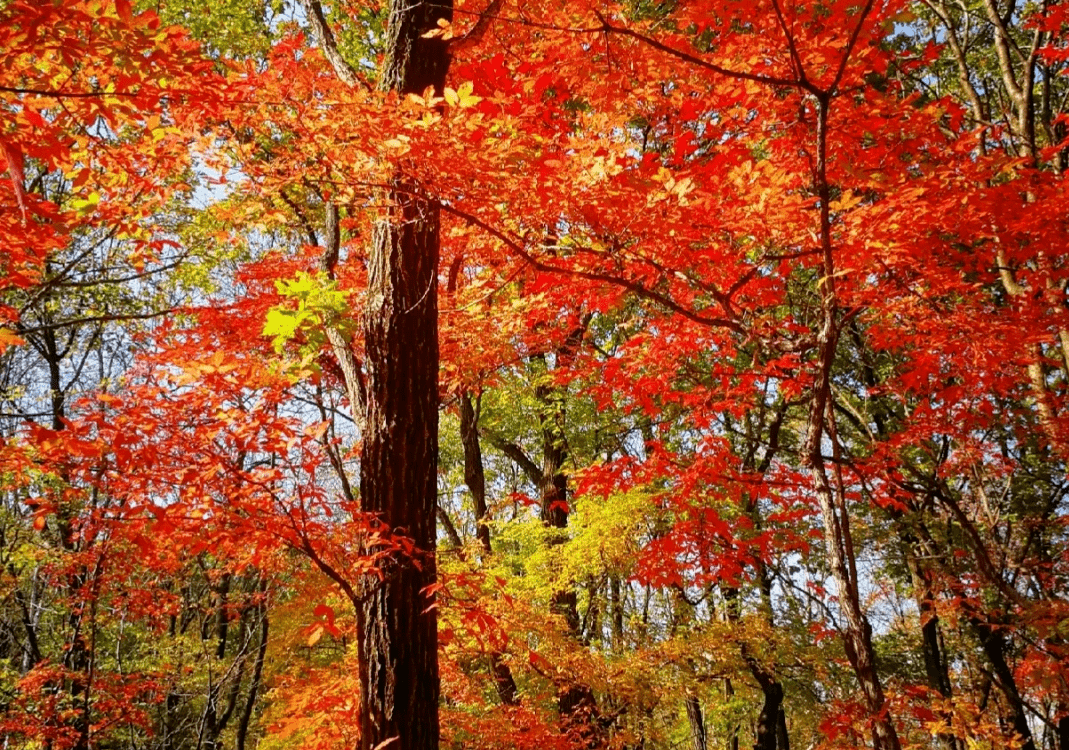 贰 秋季伊春怎么玩 1 黑龙江伊春金秋三日 景点特色: 尽赏秋季五花山