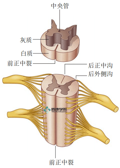 疼痛解剖学|脊髓