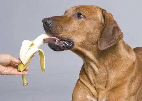 很高的狗狗 03e13295a5994c7e9edcae267cf8490e.jpeg