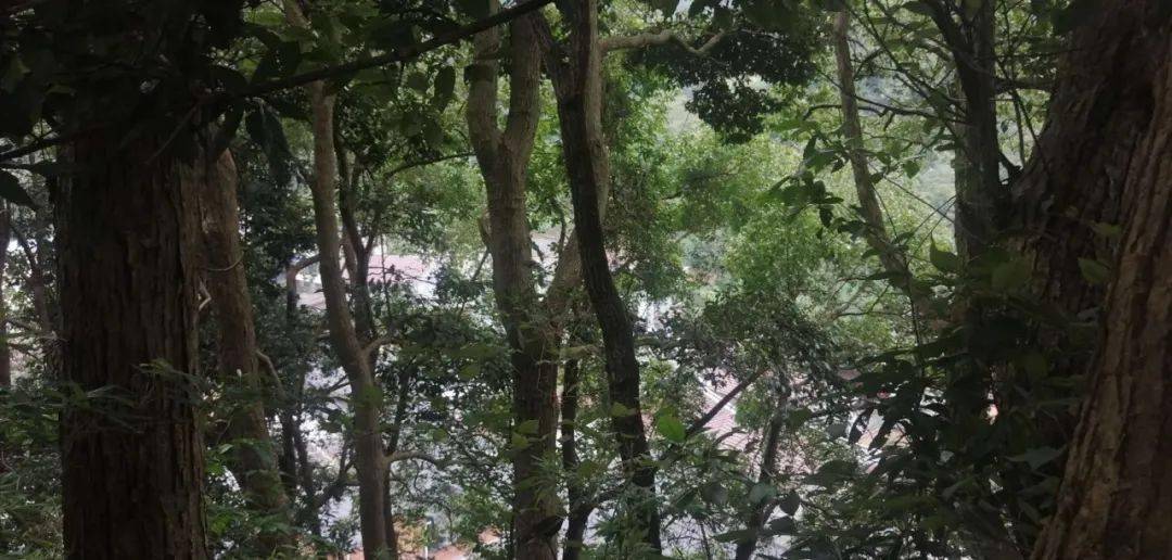 永康东部边界一小村藏着江南秘境