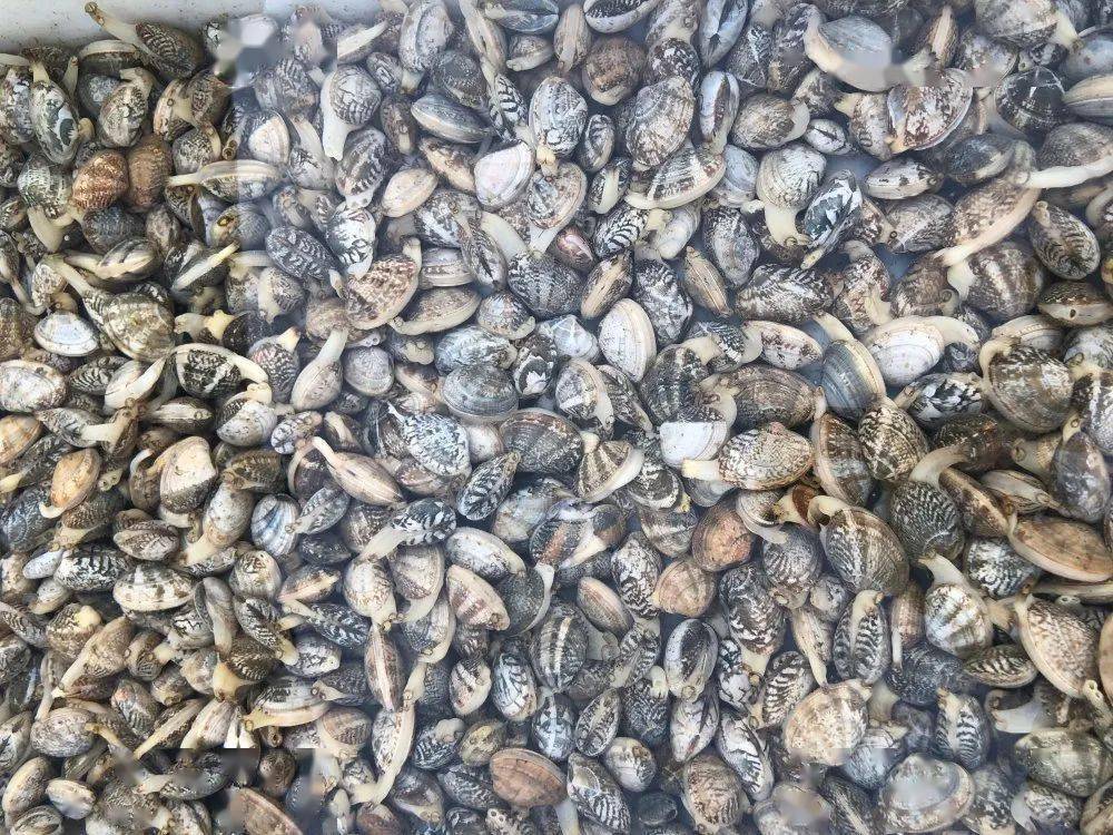 螃蟹|威海海鲜价格这样，快吃起来国庆假期