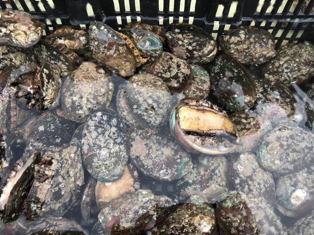 螃蟹|威海海鲜价格这样，快吃起来国庆假期