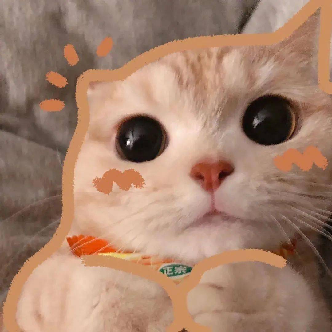 今日精选宠物头像