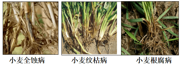 小麦早春黄化分析与防治
