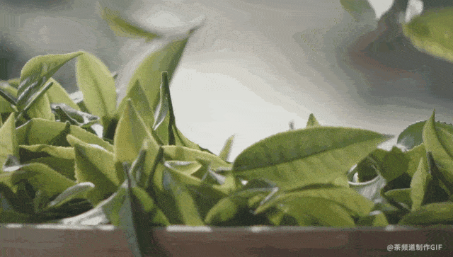 味道|你泡的茶 水的味道重吗?