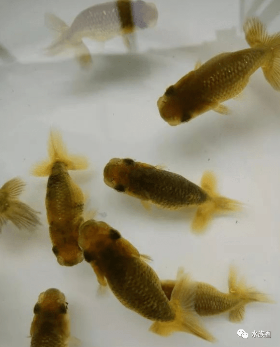 鱼多久可以繁殖 c27318bc3a8c476d91d7b41c593881e6.png