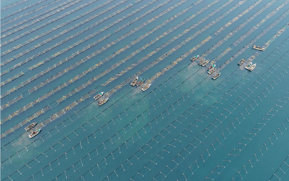 好当家5万亩天海湾海洋牧场,水质经国家海洋局多次检测均为一类水质.