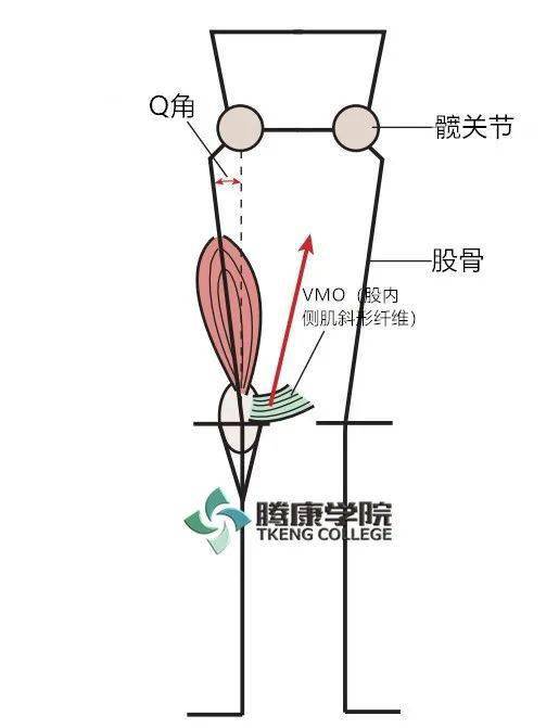 膝关节的解剖及功能_髌骨