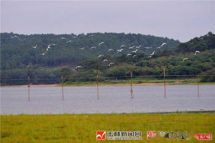 点缀着大地 它们不是在漂泊 一行行的白鹭划过水库田间,寒山水库常有